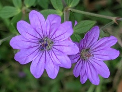 Geranium pyrenaicum