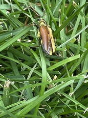 Lepturobosca