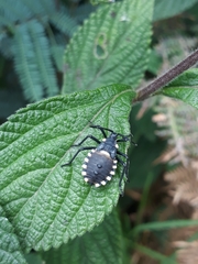 Spartocera alternata