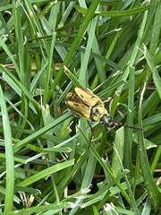 Lepturobosca