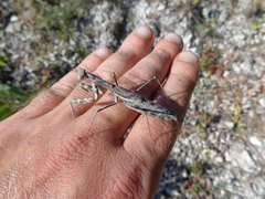 Bolivaria brachyptera