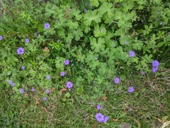Geranium pyrenaicum