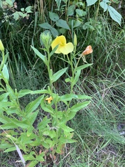 Oenothera rubricaulis