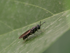 Hermetia illucens