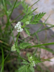 Torilis nodosa