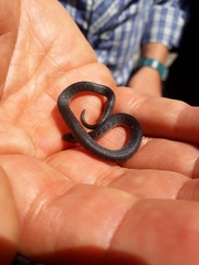 Atractus crassicaudatus