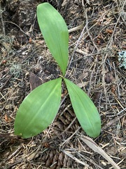 Clintonia uniflora