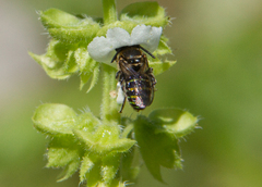 Hoplonomia