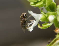 Hoplonomia