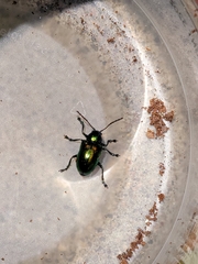 Chrysochus auratus