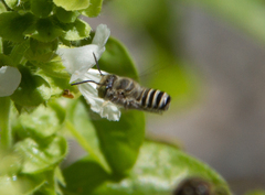 Eutricharaea
