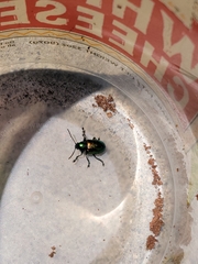 Chrysochus auratus