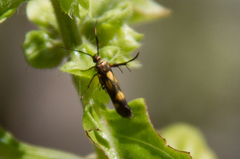 Eretmocera