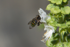 Hoplonomia