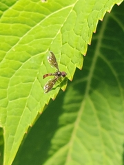 Ocyptamus fuscipennis