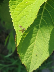 Ocyptamus fuscipennis