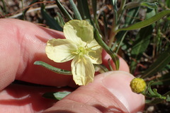 Oenothera spachiana
