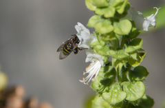 Hoplonomia