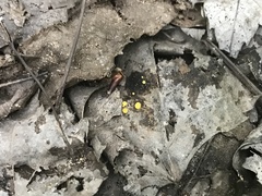 Phaeohelotium fulvidulum