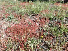 Crassula aquatica