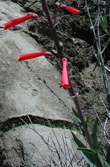 Penstemon centranthifolius