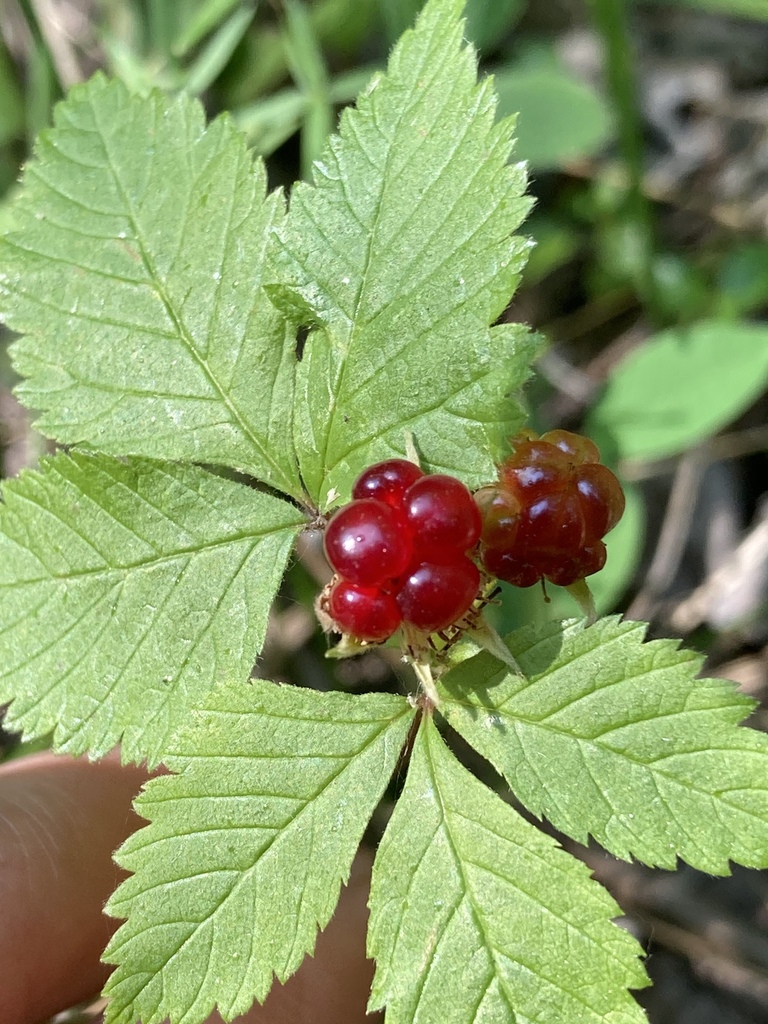 dwarf raspberry in July 2021 by Lori Fletcher · iNaturalist