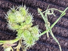 Torilis nodosa