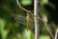 Pantala flavescens