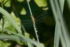 Orthetrum sabina