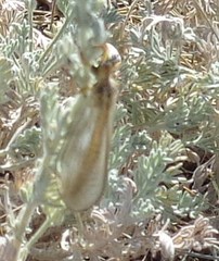 Myrmecaelurus