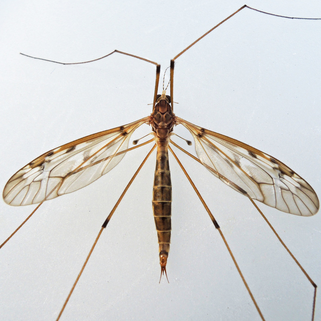 Tipula borealis