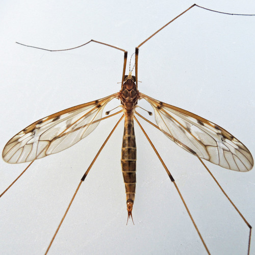 Tipula borealis