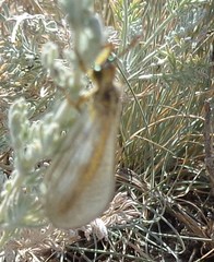 Myrmecaelurus