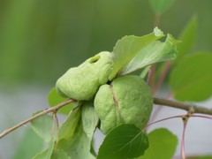 Pachypappa sacculi