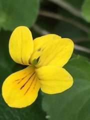 Viola biflora biflora