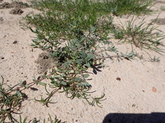 Atriplex texana