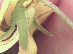 Viola biflora biflora