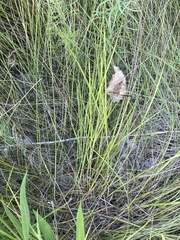 Hesperostipa spartea