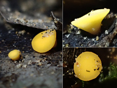 Phaeohelotium fulvidulum