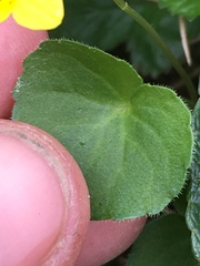 Viola biflora biflora