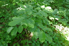 Fraxinus biltmoreana