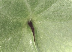 Viola biflora biflora