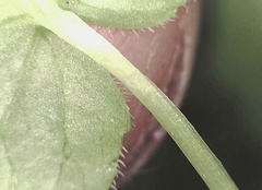 Viola biflora biflora