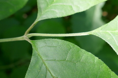 Fraxinus biltmoreana