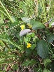 Viola biflora biflora