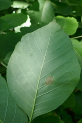 Fraxinus biltmoreana