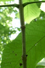 Fraxinus biltmoreana