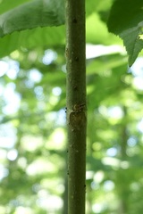 Fraxinus biltmoreana