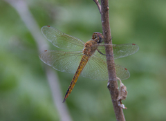 Pantala flavescens