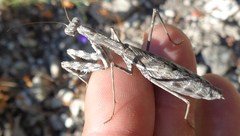 Bolivaria brachyptera